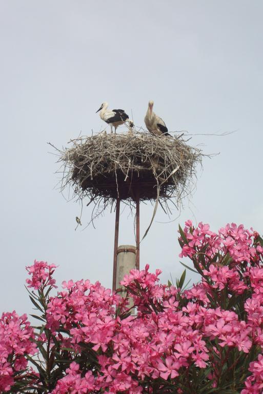 St John'S House Villa Selcuk ภายนอก รูปภาพ